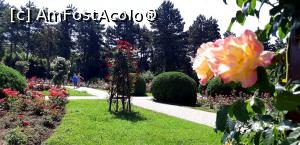 [P38] Secţia Rosarium - colorit şi frumuseţe » foto by gettyy
 - 
<span class="allrVoted glyphicon glyphicon-heart hidden" id="av1162385"></span>
<a class="m-l-10 hidden" id="sv1162385" onclick="voting_Foto_DelVot(,1162385,13735)" role="button">șterge vot <span class="glyphicon glyphicon-remove"></span></a>
<a id="v91162385" class=" c-red"  onclick="voting_Foto_SetVot(1162385)" role="button"><span class="glyphicon glyphicon-heart-empty"></span> <b>LIKE</b> = Votează poza</a> <img class="hidden"  id="f1162385W9" src="/imagini/loader.gif" border="0" /><span class="AjErrMes hidden" id="e1162385ErM"></span>