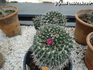 [P15] Floare de cactus » foto by sdragos24
 - 
<span class="allrVoted glyphicon glyphicon-heart hidden" id="av701470"></span>
<a class="m-l-10 hidden" id="sv701470" onclick="voting_Foto_DelVot(,701470,13735)" role="button">șterge vot <span class="glyphicon glyphicon-remove"></span></a>
<a id="v9701470" class=" c-red"  onclick="voting_Foto_SetVot(701470)" role="button"><span class="glyphicon glyphicon-heart-empty"></span> <b>LIKE</b> = Votează poza</a> <img class="hidden"  id="f701470W9" src="/imagini/loader.gif" border="0" /><span class="AjErrMes hidden" id="e701470ErM"></span>