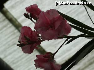 [P17]  -- <small>// FĂRĂ DESCRIERE</small> » foto by sdragos24
 - 
<span class="allrVoted glyphicon glyphicon-heart hidden" id="av701472"></span>
<a class="m-l-10 hidden" id="sv701472" onclick="voting_Foto_DelVot(,701472,13735)" role="button">șterge vot <span class="glyphicon glyphicon-remove"></span></a>
<a id="v9701472" class=" c-red"  onclick="voting_Foto_SetVot(701472)" role="button"><span class="glyphicon glyphicon-heart-empty"></span> <b>LIKE</b> = Votează poza</a> <img class="hidden"  id="f701472W9" src="/imagini/loader.gif" border="0" /><span class="AjErrMes hidden" id="e701472ErM"></span>