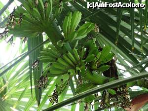 [P18] Banane » foto by sdragos24
 - 
<span class="allrVoted glyphicon glyphicon-heart hidden" id="av701473"></span>
<a class="m-l-10 hidden" id="sv701473" onclick="voting_Foto_DelVot(,701473,13735)" role="button">șterge vot <span class="glyphicon glyphicon-remove"></span></a>
<a id="v9701473" class=" c-red"  onclick="voting_Foto_SetVot(701473)" role="button"><span class="glyphicon glyphicon-heart-empty"></span> <b>LIKE</b> = Votează poza</a> <img class="hidden"  id="f701473W9" src="/imagini/loader.gif" border="0" /><span class="AjErrMes hidden" id="e701473ErM"></span>