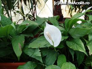 [P08]  -- <small>// FĂRĂ DESCRIERE</small> » foto by sdragos24
 - 
<span class="allrVoted glyphicon glyphicon-heart hidden" id="av701462"></span>
<a class="m-l-10 hidden" id="sv701462" onclick="voting_Foto_DelVot(,701462,13735)" role="button">șterge vot <span class="glyphicon glyphicon-remove"></span></a>
<a id="v9701462" class=" c-red"  onclick="voting_Foto_SetVot(701462)" role="button"><span class="glyphicon glyphicon-heart-empty"></span> <b>LIKE</b> = Votează poza</a> <img class="hidden"  id="f701462W9" src="/imagini/loader.gif" border="0" /><span class="AjErrMes hidden" id="e701462ErM"></span>