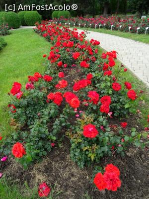 [P14] Rosarium - culori. » foto by tata123 🔱
 - 
<span class="allrVoted glyphicon glyphicon-heart hidden" id="av1232528"></span>
<a class="m-l-10 hidden" id="sv1232528" onclick="voting_Foto_DelVot(,1232528,13735)" role="button">șterge vot <span class="glyphicon glyphicon-remove"></span></a>
<a id="v91232528" class=" c-red"  onclick="voting_Foto_SetVot(1232528)" role="button"><span class="glyphicon glyphicon-heart-empty"></span> <b>LIKE</b> = Votează poza</a> <img class="hidden"  id="f1232528W9" src="/imagini/loader.gif" border="0" /><span class="AjErrMes hidden" id="e1232528ErM"></span>