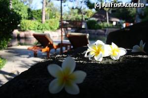 [P07] flori de frangipani si in spate piscina hotelului » foto by Pami*
 - 
<span class="allrVoted glyphicon glyphicon-heart hidden" id="av406205"></span>
<a class="m-l-10 hidden" id="sv406205" onclick="voting_Foto_DelVot(,406205,13740)" role="button">șterge vot <span class="glyphicon glyphicon-remove"></span></a>
<a id="v9406205" class=" c-red"  onclick="voting_Foto_SetVot(406205)" role="button"><span class="glyphicon glyphicon-heart-empty"></span> <b>LIKE</b> = Votează poza</a> <img class="hidden"  id="f406205W9" src="/imagini/loader.gif" border="0" /><span class="AjErrMes hidden" id="e406205ErM"></span>