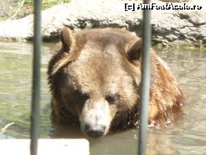 [P24] Grizzly...  » foto by Bujie
 - 
<span class="allrVoted glyphicon glyphicon-heart hidden" id="av642182"></span>
<a class="m-l-10 hidden" id="sv642182" onclick="voting_Foto_DelVot(,642182,13751)" role="button">șterge vot <span class="glyphicon glyphicon-remove"></span></a>
<a id="v9642182" class=" c-red"  onclick="voting_Foto_SetVot(642182)" role="button"><span class="glyphicon glyphicon-heart-empty"></span> <b>LIKE</b> = Votează poza</a> <img class="hidden"  id="f642182W9" src="/imagini/loader.gif" border="0" /><span class="AjErrMes hidden" id="e642182ErM"></span>