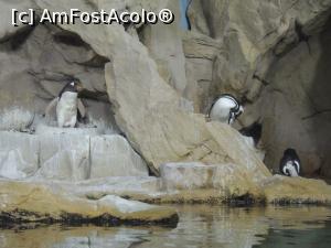 [P26] Pinguini la acvariul din Genova » foto by andromeda
 - 
<span class="allrVoted glyphicon glyphicon-heart hidden" id="av723684"></span>
<a class="m-l-10 hidden" id="sv723684" onclick="voting_Foto_DelVot(,723684,13774)" role="button">șterge vot <span class="glyphicon glyphicon-remove"></span></a>
<a id="v9723684" class=" c-red"  onclick="voting_Foto_SetVot(723684)" role="button"><span class="glyphicon glyphicon-heart-empty"></span> <b>LIKE</b> = Votează poza</a> <img class="hidden"  id="f723684W9" src="/imagini/loader.gif" border="0" /><span class="AjErrMes hidden" id="e723684ErM"></span>