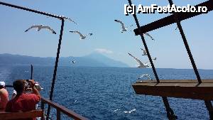 [P09] Pescarusii care ne-au insotit in drumul cu vaporul si pt care eu am bagat mana in foc ca erau angajati de marinarii de pe vas...  » foto by Adrian_is
 - 
<span class="allrVoted glyphicon glyphicon-heart hidden" id="av438875"></span>
<a class="m-l-10 hidden" id="sv438875" onclick="voting_Foto_DelVot(,438875,13781)" role="button">șterge vot <span class="glyphicon glyphicon-remove"></span></a>
<a id="v9438875" class=" c-red"  onclick="voting_Foto_SetVot(438875)" role="button"><span class="glyphicon glyphicon-heart-empty"></span> <b>LIKE</b> = Votează poza</a> <img class="hidden"  id="f438875W9" src="/imagini/loader.gif" border="0" /><span class="AjErrMes hidden" id="e438875ErM"></span>