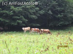 [P11] Văcuțe fericite ... » foto by puiutea
 - 
<span class="allrVoted glyphicon glyphicon-heart hidden" id="av1243757"></span>
<a class="m-l-10 hidden" id="sv1243757" onclick="voting_Foto_DelVot(,1243757,13782)" role="button">șterge vot <span class="glyphicon glyphicon-remove"></span></a>
<a id="v91243757" class=" c-red"  onclick="voting_Foto_SetVot(1243757)" role="button"><span class="glyphicon glyphicon-heart-empty"></span> <b>LIKE</b> = Votează poza</a> <img class="hidden"  id="f1243757W9" src="/imagini/loader.gif" border="0" /><span class="AjErrMes hidden" id="e1243757ErM"></span>