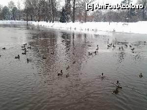 [P01] Multe rătuște pe râu » foto by ildike79
 - 
<span class="allrVoted glyphicon glyphicon-heart hidden" id="av413781"></span>
<a class="m-l-10 hidden" id="sv413781" onclick="voting_Foto_DelVot(,413781,13787)" role="button">șterge vot <span class="glyphicon glyphicon-remove"></span></a>
<a id="v9413781" class=" c-red"  onclick="voting_Foto_SetVot(413781)" role="button"><span class="glyphicon glyphicon-heart-empty"></span> <b>LIKE</b> = Votează poza</a> <img class="hidden"  id="f413781W9" src="/imagini/loader.gif" border="0" /><span class="AjErrMes hidden" id="e413781ErM"></span>