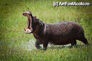 [P19] Hippo » foto by christian26ro
 - 
<span class="allrVoted glyphicon glyphicon-heart hidden" id="av409278"></span>
<a class="m-l-10 hidden" id="sv409278" onclick="voting_Foto_DelVot(,409278,13820)" role="button">șterge vot <span class="glyphicon glyphicon-remove"></span></a>
<a id="v9409278" class=" c-red"  onclick="voting_Foto_SetVot(409278)" role="button"><span class="glyphicon glyphicon-heart-empty"></span> <b>LIKE</b> = Votează poza</a> <img class="hidden"  id="f409278W9" src="/imagini/loader.gif" border="0" /><span class="AjErrMes hidden" id="e409278ErM"></span>