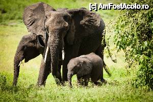 [P22] familie de elefanti in parcul national Chobe din Botswana » foto by christian26ro
 - 
<span class="allrVoted glyphicon glyphicon-heart hidden" id="av409281"></span>
<a class="m-l-10 hidden" id="sv409281" onclick="voting_Foto_DelVot(,409281,13820)" role="button">șterge vot <span class="glyphicon glyphicon-remove"></span></a>
<a id="v9409281" class=" c-red"  onclick="voting_Foto_SetVot(409281)" role="button"><span class="glyphicon glyphicon-heart-empty"></span> <b>LIKE</b> = Votează poza</a> <img class="hidden"  id="f409281W9" src="/imagini/loader.gif" border="0" /><span class="AjErrMes hidden" id="e409281ErM"></span>