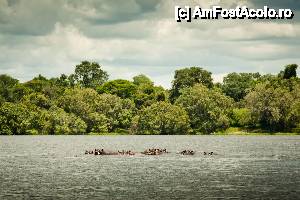 [P24] Familie de hippos in Zambezi » foto by christian26ro
 - 
<span class="allrVoted glyphicon glyphicon-heart hidden" id="av409283"></span>
<a class="m-l-10 hidden" id="sv409283" onclick="voting_Foto_DelVot(,409283,13820)" role="button">șterge vot <span class="glyphicon glyphicon-remove"></span></a>
<a id="v9409283" class=" c-red"  onclick="voting_Foto_SetVot(409283)" role="button"><span class="glyphicon glyphicon-heart-empty"></span> <b>LIKE</b> = Votează poza</a> <img class="hidden"  id="f409283W9" src="/imagini/loader.gif" border="0" /><span class="AjErrMes hidden" id="e409283ErM"></span>
