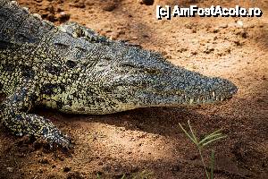 [P31] Crocodil de Nil, in parcul national Chobe. Sunt raspanditi in toata Africa. Cel mai mare pe care l-am vazut avea aprox 2 metri.  » foto by christian26ro
 - 
<span class="allrVoted glyphicon glyphicon-heart hidden" id="av409290"></span>
<a class="m-l-10 hidden" id="sv409290" onclick="voting_Foto_DelVot(,409290,13820)" role="button">șterge vot <span class="glyphicon glyphicon-remove"></span></a>
<a id="v9409290" class=" c-red"  onclick="voting_Foto_SetVot(409290)" role="button"><span class="glyphicon glyphicon-heart-empty"></span> <b>LIKE</b> = Votează poza</a> <img class="hidden"  id="f409290W9" src="/imagini/loader.gif" border="0" /><span class="AjErrMes hidden" id="e409290ErM"></span>