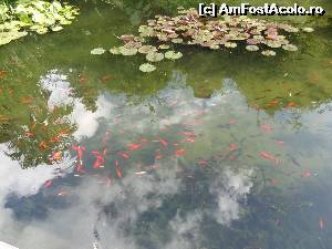[P04] Iazul amintit în articol - Grădina Botanică » foto by Marian Preda
 - 
<span class="allrVoted glyphicon glyphicon-heart hidden" id="av650152"></span>
<a class="m-l-10 hidden" id="sv650152" onclick="voting_Foto_DelVot(,650152,13823)" role="button">șterge vot <span class="glyphicon glyphicon-remove"></span></a>
<a id="v9650152" class=" c-red"  onclick="voting_Foto_SetVot(650152)" role="button"><span class="glyphicon glyphicon-heart-empty"></span> <b>LIKE</b> = Votează poza</a> <img class="hidden"  id="f650152W9" src="/imagini/loader.gif" border="0" /><span class="AjErrMes hidden" id="e650152ErM"></span>