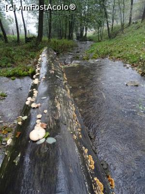 [P17] R&acirc;ul Ponorii. » foto by tata123 🔱
 - 
<span class="allrVoted glyphicon glyphicon-heart hidden" id="av1201871"></span>
<a class="m-l-10 hidden" id="sv1201871" onclick="voting_Foto_DelVot(,1201871,13826)" role="button">șterge vot <span class="glyphicon glyphicon-remove"></span></a>
<a id="v91201871" class=" c-red"  onclick="voting_Foto_SetVot(1201871)" role="button"><span class="glyphicon glyphicon-heart-empty"></span> <b>LIKE</b> = Votează poza</a> <img class="hidden"  id="f1201871W9" src="/imagini/loader.gif" border="0" /><span class="AjErrMes hidden" id="e1201871ErM"></span>