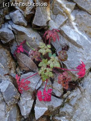 [P21] Plantele se adaptează condițiilor din chei. » foto by tata123 🔱
 - 
<span class="allrVoted glyphicon glyphicon-heart hidden" id="av1204334"></span>
<a class="m-l-10 hidden" id="sv1204334" onclick="voting_Foto_DelVot(,1204334,13826)" role="button">șterge vot <span class="glyphicon glyphicon-remove"></span></a>
<a id="v91204334" class=" c-red"  onclick="voting_Foto_SetVot(1204334)" role="button"><span class="glyphicon glyphicon-heart-empty"></span> <b>LIKE</b> = Votează poza</a> <img class="hidden"  id="f1204334W9" src="/imagini/loader.gif" border="0" /><span class="AjErrMes hidden" id="e1204334ErM"></span>