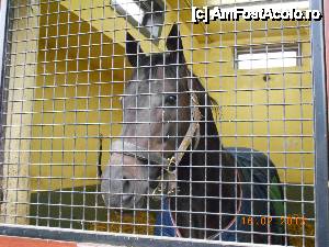 [P20] Kildare - Irish National Stud & Japanese Gardens, unul din mandrii locuitori...  » foto by Diaura*
 - 
<span class="allrVoted glyphicon glyphicon-heart hidden" id="av410181"></span>
<a class="m-l-10 hidden" id="sv410181" onclick="voting_Foto_DelVot(,410181,13851)" role="button">șterge vot <span class="glyphicon glyphicon-remove"></span></a>
<a id="v9410181" class=" c-red"  onclick="voting_Foto_SetVot(410181)" role="button"><span class="glyphicon glyphicon-heart-empty"></span> <b>LIKE</b> = Votează poza</a> <img class="hidden"  id="f410181W9" src="/imagini/loader.gif" border="0" /><span class="AjErrMes hidden" id="e410181ErM"></span>