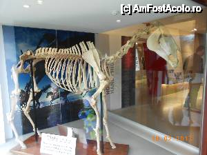 [P22] Kildare - Irish National Stud & Japanese Gardens - la intrarea in muzeu, sceletul calului Arkle. Arkle a fost un steeplechaser, un alergator in cursele cu obstacole si a fost mandria natioanala a Irlandei intre anii 1963 – 1966.  » foto by Diaura*
 - 
<span class="allrVoted glyphicon glyphicon-heart hidden" id="av410183"></span>
<a class="m-l-10 hidden" id="sv410183" onclick="voting_Foto_DelVot(,410183,13851)" role="button">șterge vot <span class="glyphicon glyphicon-remove"></span></a>
<a id="v9410183" class=" c-red"  onclick="voting_Foto_SetVot(410183)" role="button"><span class="glyphicon glyphicon-heart-empty"></span> <b>LIKE</b> = Votează poza</a> <img class="hidden"  id="f410183W9" src="/imagini/loader.gif" border="0" /><span class="AjErrMes hidden" id="e410183ErM"></span>