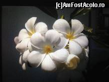 [P36] Frangipani... cu siguranta mirosul acestei flori bate multe dintre parfumurile frantuzesti!  » foto by eduardradupaul*
 - 
<span class="allrVoted glyphicon glyphicon-heart hidden" id="av410369"></span>
<a class="m-l-10 hidden" id="sv410369" onclick="voting_Foto_DelVot(,410369,13862)" role="button">șterge vot <span class="glyphicon glyphicon-remove"></span></a>
<a id="v9410369" class=" c-red"  onclick="voting_Foto_SetVot(410369)" role="button"><span class="glyphicon glyphicon-heart-empty"></span> <b>LIKE</b> = Votează poza</a> <img class="hidden"  id="f410369W9" src="/imagini/loader.gif" border="0" /><span class="AjErrMes hidden" id="e410369ErM"></span>