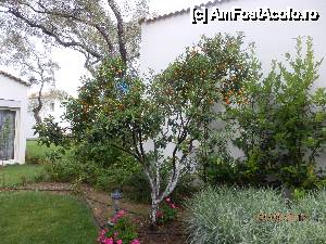 [P42] Hotel Parga Beach-în grădină erau mulţi portocali şi lămâi » foto by Cris
 - 
<span class="allrVoted glyphicon glyphicon-heart hidden" id="av427730"></span>
<a class="m-l-10 hidden" id="sv427730" onclick="voting_Foto_DelVot(,427730,13920)" role="button">șterge vot <span class="glyphicon glyphicon-remove"></span></a>
<a id="v9427730" class=" c-red"  onclick="voting_Foto_SetVot(427730)" role="button"><span class="glyphicon glyphicon-heart-empty"></span> <b>LIKE</b> = Votează poza</a> <img class="hidden"  id="f427730W9" src="/imagini/loader.gif" border="0" /><span class="AjErrMes hidden" id="e427730ErM"></span>