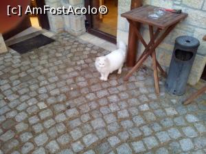 [P17] Un pisoi fandosit care isi facea veacul pe langa restaurant (afara, nu inauntru).  » foto by Yoda
 - 
<span class="allrVoted glyphicon glyphicon-heart hidden" id="av1130498"></span>
<a class="m-l-10 hidden" id="sv1130498" onclick="voting_Foto_DelVot(,1130498,13942)" role="button">șterge vot <span class="glyphicon glyphicon-remove"></span></a>
<a id="v91130498" class=" c-red"  onclick="voting_Foto_SetVot(1130498)" role="button"><span class="glyphicon glyphicon-heart-empty"></span> <b>LIKE</b> = Votează poza</a> <img class="hidden"  id="f1130498W9" src="/imagini/loader.gif" border="0" /><span class="AjErrMes hidden" id="e1130498ErM"></span>