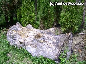 [P21] Parcul dendrologic din Simeria, judeţul Hunedoara » foto by krondia*
 - 
<span class="allrVoted glyphicon glyphicon-heart hidden" id="av507219"></span>
<a class="m-l-10 hidden" id="sv507219" onclick="voting_Foto_DelVot(,507219,13964)" role="button">șterge vot <span class="glyphicon glyphicon-remove"></span></a>
<a id="v9507219" class=" c-red"  onclick="voting_Foto_SetVot(507219)" role="button"><span class="glyphicon glyphicon-heart-empty"></span> <b>LIKE</b> = Votează poza</a> <img class="hidden"  id="f507219W9" src="/imagini/loader.gif" border="0" /><span class="AjErrMes hidden" id="e507219ErM"></span>