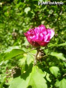 [P19] Floare de 'Violet Claire Double' (Hibiscus Syriacus) » foto by abbilbal*
 - 
<span class="allrVoted glyphicon glyphicon-heart hidden" id="av145656"></span>
<a class="m-l-10 hidden" id="sv145656" onclick="voting_Foto_DelVot(,145656,13964)" role="button">șterge vot <span class="glyphicon glyphicon-remove"></span></a>
<a id="v9145656" class=" c-red"  onclick="voting_Foto_SetVot(145656)" role="button"><span class="glyphicon glyphicon-heart-empty"></span> <b>LIKE</b> = Votează poza</a> <img class="hidden"  id="f145656W9" src="/imagini/loader.gif" border="0" /><span class="AjErrMes hidden" id="e145656ErM"></span>
