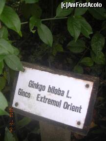 [P35] Este un arbust din care am fotografiat o crenguţă cu frunze. » foto by abbilbal*
 - 
<span class="allrVoted glyphicon glyphicon-heart hidden" id="av145697"></span>
<a class="m-l-10 hidden" id="sv145697" onclick="voting_Foto_DelVot(,145697,13964)" role="button">șterge vot <span class="glyphicon glyphicon-remove"></span></a>
<a id="v9145697" class=" c-red"  onclick="voting_Foto_SetVot(145697)" role="button"><span class="glyphicon glyphicon-heart-empty"></span> <b>LIKE</b> = Votează poza</a> <img class="hidden"  id="f145697W9" src="/imagini/loader.gif" border="0" /><span class="AjErrMes hidden" id="e145697ErM"></span>