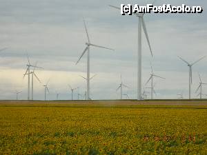 [P27] Lăsăm în urmă Dobrogea, cu aceleaşi eoliene încremenite pe care le-am mai văzut şi cu doi ani în urmă. Şi totuşi, de data asta chiar bătea vântul...  » foto by Paty
 - 
<span class="allrVoted glyphicon glyphicon-heart hidden" id="av445381"></span>
<a class="m-l-10 hidden" id="sv445381" onclick="voting_Foto_DelVot(,445381,13970)" role="button">șterge vot <span class="glyphicon glyphicon-remove"></span></a>
<a id="v9445381" class=" c-red"  onclick="voting_Foto_SetVot(445381)" role="button"><span class="glyphicon glyphicon-heart-empty"></span> <b>LIKE</b> = Votează poza</a> <img class="hidden"  id="f445381W9" src="/imagini/loader.gif" border="0" /><span class="AjErrMes hidden" id="e445381ErM"></span>