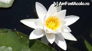 [P08]  -- <small>// FĂRĂ DESCRIERE</small> » foto by callmevaly
 - 
<span class="allrVoted glyphicon glyphicon-heart hidden" id="av432112"></span>
<a class="m-l-10 hidden" id="sv432112" onclick="voting_Foto_DelVot(,432112,13970)" role="button">șterge vot <span class="glyphicon glyphicon-remove"></span></a>
<a id="v9432112" class=" c-red"  onclick="voting_Foto_SetVot(432112)" role="button"><span class="glyphicon glyphicon-heart-empty"></span> <b>LIKE</b> = Votează poza</a> <img class="hidden"  id="f432112W9" src="/imagini/loader.gif" border="0" /><span class="AjErrMes hidden" id="e432112ErM"></span>