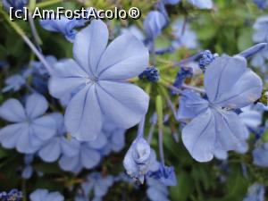 [P21] Pentru doamnele din AFA și nu numai... cu drag, din Malgrat de Mar.  » foto by maryka
 - 
<span class="allrVoted glyphicon glyphicon-heart hidden" id="av1123583"></span>
<a class="m-l-10 hidden" id="sv1123583" onclick="voting_Foto_DelVot(,1123583,14066)" role="button">șterge vot <span class="glyphicon glyphicon-remove"></span></a>
<a id="v91123583" class=" c-red"  onclick="voting_Foto_SetVot(1123583)" role="button"><span class="glyphicon glyphicon-heart-empty"></span> <b>LIKE</b> = Votează poza</a> <img class="hidden"  id="f1123583W9" src="/imagini/loader.gif" border="0" /><span class="AjErrMes hidden" id="e1123583ErM"></span>