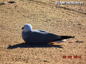 [P20] Malgrat de Mar - Plaja si un pescarus.  » foto by melena
 - 
<span class="allrVoted glyphicon glyphicon-heart hidden" id="av654653"></span>
<a class="m-l-10 hidden" id="sv654653" onclick="voting_Foto_DelVot(,654653,14066)" role="button">șterge vot <span class="glyphicon glyphicon-remove"></span></a>
<a id="v9654653" class=" c-red"  onclick="voting_Foto_SetVot(654653)" role="button"><span class="glyphicon glyphicon-heart-empty"></span> <b>LIKE</b> = Votează poza</a> <img class="hidden"  id="f654653W9" src="/imagini/loader.gif" border="0" /><span class="AjErrMes hidden" id="e654653ErM"></span>
