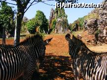 [P03] Cabarceno - zebre » foto by makuy*
 - 
<span class="allrVoted glyphicon glyphicon-heart hidden" id="av417418"></span>
<a class="m-l-10 hidden" id="sv417418" onclick="voting_Foto_DelVot(,417418,14091)" role="button">șterge vot <span class="glyphicon glyphicon-remove"></span></a>
<a id="v9417418" class=" c-red"  onclick="voting_Foto_SetVot(417418)" role="button"><span class="glyphicon glyphicon-heart-empty"></span> <b>LIKE</b> = Votează poza</a> <img class="hidden"  id="f417418W9" src="/imagini/loader.gif" border="0" /><span class="AjErrMes hidden" id="e417418ErM"></span>
