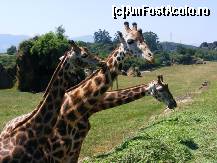 [P04] Cabarceno - girafe » foto by makuy*
 - 
<span class="allrVoted glyphicon glyphicon-heart hidden" id="av417419"></span>
<a class="m-l-10 hidden" id="sv417419" onclick="voting_Foto_DelVot(,417419,14091)" role="button">șterge vot <span class="glyphicon glyphicon-remove"></span></a>
<a id="v9417419" class=" c-red"  onclick="voting_Foto_SetVot(417419)" role="button"><span class="glyphicon glyphicon-heart-empty"></span> <b>LIKE</b> = Votează poza</a> <img class="hidden"  id="f417419W9" src="/imagini/loader.gif" border="0" /><span class="AjErrMes hidden" id="e417419ErM"></span>