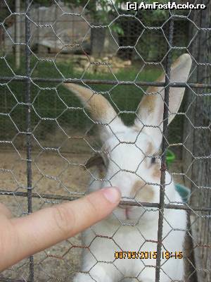 [P12] pina vine mincarea, ne uitam la animalute.  » foto by adri-nico
 - 
<span class="allrVoted glyphicon glyphicon-heart hidden" id="av616201"></span>
<a class="m-l-10 hidden" id="sv616201" onclick="voting_Foto_DelVot(,616201,14148)" role="button">șterge vot <span class="glyphicon glyphicon-remove"></span></a>
<a id="v9616201" class=" c-red"  onclick="voting_Foto_SetVot(616201)" role="button"><span class="glyphicon glyphicon-heart-empty"></span> <b>LIKE</b> = Votează poza</a> <img class="hidden"  id="f616201W9" src="/imagini/loader.gif" border="0" /><span class="AjErrMes hidden" id="e616201ErM"></span>