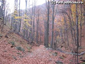 [P20] Pâlcuri de pădure desfrunzite complet.  » foto by tata123 🔱
 - 
<span class="allrVoted glyphicon glyphicon-heart hidden" id="av603650"></span>
<a class="m-l-10 hidden" id="sv603650" onclick="voting_Foto_DelVot(,603650,14154)" role="button">șterge vot <span class="glyphicon glyphicon-remove"></span></a>
<a id="v9603650" class=" c-red"  onclick="voting_Foto_SetVot(603650)" role="button"><span class="glyphicon glyphicon-heart-empty"></span> <b>LIKE</b> = Votează poza</a> <img class="hidden"  id="f603650W9" src="/imagini/loader.gif" border="0" /><span class="AjErrMes hidden" id="e603650ErM"></span>