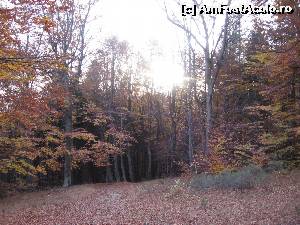 [P24] Din zona La Troiță ne afundăm din nou în pădure, de data aceasta coborând.  » foto by tata123 🔱
 - 
<span class="allrVoted glyphicon glyphicon-heart hidden" id="av603656"></span>
<a class="m-l-10 hidden" id="sv603656" onclick="voting_Foto_DelVot(,603656,14154)" role="button">șterge vot <span class="glyphicon glyphicon-remove"></span></a>
<a id="v9603656" class=" c-red"  onclick="voting_Foto_SetVot(603656)" role="button"><span class="glyphicon glyphicon-heart-empty"></span> <b>LIKE</b> = Votează poza</a> <img class="hidden"  id="f603656W9" src="/imagini/loader.gif" border="0" /><span class="AjErrMes hidden" id="e603656ErM"></span>