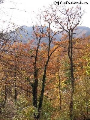 [P06] Poteca urcă destul de abrupt prin pădure.  » foto by tata123 🔱
 - 
<span class="allrVoted glyphicon glyphicon-heart hidden" id="av603630"></span>
<a class="m-l-10 hidden" id="sv603630" onclick="voting_Foto_DelVot(,603630,14154)" role="button">șterge vot <span class="glyphicon glyphicon-remove"></span></a>
<a id="v9603630" class=" c-red"  onclick="voting_Foto_SetVot(603630)" role="button"><span class="glyphicon glyphicon-heart-empty"></span> <b>LIKE</b> = Votează poza</a> <img class="hidden"  id="f603630W9" src="/imagini/loader.gif" border="0" /><span class="AjErrMes hidden" id="e603630ErM"></span>
