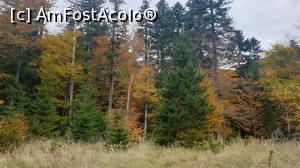 [P06] Rezervația Viforâta » foto by k-lator
 - 
<span class="allrVoted glyphicon glyphicon-heart hidden" id="av1201209"></span>
<a class="m-l-10 hidden" id="sv1201209" onclick="voting_Foto_DelVot(,1201209,14170)" role="button">șterge vot <span class="glyphicon glyphicon-remove"></span></a>
<a id="v91201209" class=" c-red"  onclick="voting_Foto_SetVot(1201209)" role="button"><span class="glyphicon glyphicon-heart-empty"></span> <b>LIKE</b> = Votează poza</a> <img class="hidden"  id="f1201209W9" src="/imagini/loader.gif" border="0" /><span class="AjErrMes hidden" id="e1201209ErM"></span>