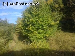 [P22] La marginea pădurii, Buzău » foto by Mioritik
 - 
<span class="allrVoted glyphicon glyphicon-heart hidden" id="av1305959"></span>
<a class="m-l-10 hidden" id="sv1305959" onclick="voting_Foto_DelVot(,1305959,14170)" role="button">șterge vot <span class="glyphicon glyphicon-remove"></span></a>
<a id="v91305959" class=" c-red"  onclick="voting_Foto_SetVot(1305959)" role="button"><span class="glyphicon glyphicon-heart-empty"></span> <b>LIKE</b> = Votează poza</a> <img class="hidden"  id="f1305959W9" src="/imagini/loader.gif" border="0" /><span class="AjErrMes hidden" id="e1305959ErM"></span>