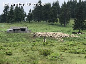 [P12] stana cu izvor si caini rai situata la iesirea in gol alpin in dreapta potecii, putin mai sus » foto by Dan&Ema
 - 
<span class="allrVoted glyphicon glyphicon-heart hidden" id="av1171901"></span>
<a class="m-l-10 hidden" id="sv1171901" onclick="voting_Foto_DelVot(,1171901,14170)" role="button">șterge vot <span class="glyphicon glyphicon-remove"></span></a>
<a id="v91171901" class=" c-red"  onclick="voting_Foto_SetVot(1171901)" role="button"><span class="glyphicon glyphicon-heart-empty"></span> <b>LIKE</b> = Votează poza</a> <img class="hidden"  id="f1171901W9" src="/imagini/loader.gif" border="0" /><span class="AjErrMes hidden" id="e1171901ErM"></span>