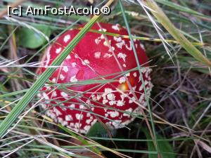 [P05] O ciupercuță frumoasă dar otrăvitoare » foto by Mika
 - 
<span class="allrVoted glyphicon glyphicon-heart hidden" id="av1261476"></span>
<a class="m-l-10 hidden" id="sv1261476" onclick="voting_Foto_DelVot(,1261476,14170)" role="button">șterge vot <span class="glyphicon glyphicon-remove"></span></a>
<a id="v91261476" class=" c-red"  onclick="voting_Foto_SetVot(1261476)" role="button"><span class="glyphicon glyphicon-heart-empty"></span> <b>LIKE</b> = Votează poza</a> <img class="hidden"  id="f1261476W9" src="/imagini/loader.gif" border="0" /><span class="AjErrMes hidden" id="e1261476ErM"></span>