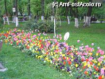 [P11] Parcul National - 'lalele, lalele, lalele, frumoasele mele lalele'... » foto by magdalena
 - 
<span class="allrVoted glyphicon glyphicon-heart hidden" id="av67637"></span>
<a class="m-l-10 hidden" id="sv67637" onclick="voting_Foto_DelVot(,67637,14175)" role="button">șterge vot <span class="glyphicon glyphicon-remove"></span></a>
<a id="v967637" class=" c-red"  onclick="voting_Foto_SetVot(67637)" role="button"><span class="glyphicon glyphicon-heart-empty"></span> <b>LIKE</b> = Votează poza</a> <img class="hidden"  id="f67637W9" src="/imagini/loader.gif" border="0" /><span class="AjErrMes hidden" id="e67637ErM"></span>