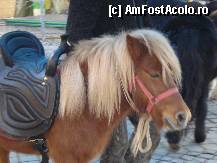 [P12] Sibiu -Piata Mare - Targul de Craciun, poneiul se plimba trist  fara copii » foto by Diaura*
 - 
<span class="allrVoted glyphicon glyphicon-heart hidden" id="av284236"></span>
<a class="m-l-10 hidden" id="sv284236" onclick="voting_Foto_DelVot(,284236,14186)" role="button">șterge vot <span class="glyphicon glyphicon-remove"></span></a>
<a id="v9284236" class=" c-red"  onclick="voting_Foto_SetVot(284236)" role="button"><span class="glyphicon glyphicon-heart-empty"></span> <b>LIKE</b> = Votează poza</a> <img class="hidden"  id="f284236W9" src="/imagini/loader.gif" border="0" /><span class="AjErrMes hidden" id="e284236ErM"></span>