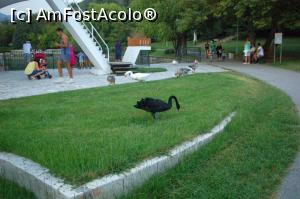 [P16] Parcul municipal „Sveti vraci” Sandaski - păsări de apă exotice, pe malul iazului » foto by Dragoș_MD
 - 
<span class="allrVoted glyphicon glyphicon-heart hidden" id="av814969"></span>
<a class="m-l-10 hidden" id="sv814969" onclick="voting_Foto_DelVot(,814969,14189)" role="button">șterge vot <span class="glyphicon glyphicon-remove"></span></a>
<a id="v9814969" class=" c-red"  onclick="voting_Foto_SetVot(814969)" role="button"><span class="glyphicon glyphicon-heart-empty"></span> <b>LIKE</b> = Votează poza</a> <img class="hidden"  id="f814969W9" src="/imagini/loader.gif" border="0" /><span class="AjErrMes hidden" id="e814969ErM"></span>