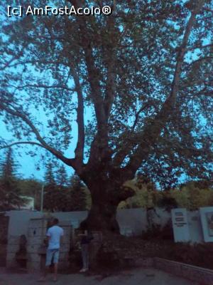 [P26] Parcul municipal „Sveti vraci” Sandaski - platanul secular » foto by Dragoș_MD
 - 
<span class="allrVoted glyphicon glyphicon-heart hidden" id="av814981"></span>
<a class="m-l-10 hidden" id="sv814981" onclick="voting_Foto_DelVot(,814981,14189)" role="button">șterge vot <span class="glyphicon glyphicon-remove"></span></a>
<a id="v9814981" class=" c-red"  onclick="voting_Foto_SetVot(814981)" role="button"><span class="glyphicon glyphicon-heart-empty"></span> <b>LIKE</b> = Votează poza</a> <img class="hidden"  id="f814981W9" src="/imagini/loader.gif" border="0" /><span class="AjErrMes hidden" id="e814981ErM"></span>