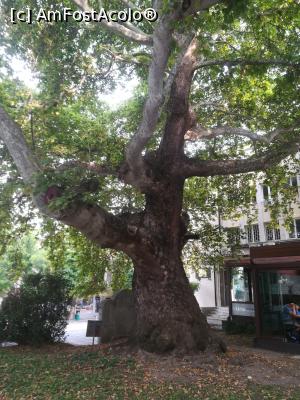 [P01] Platanul de peste 600 ani de langa fantana » foto by adighh
 - 
<span class="allrVoted glyphicon glyphicon-heart hidden" id="av1090403"></span>
<a class="m-l-10 hidden" id="sv1090403" onclick="voting_Foto_DelVot(,1090403,14189)" role="button">șterge vot <span class="glyphicon glyphicon-remove"></span></a>
<a id="v91090403" class=" c-red"  onclick="voting_Foto_SetVot(1090403)" role="button"><span class="glyphicon glyphicon-heart-empty"></span> <b>LIKE</b> = Votează poza</a> <img class="hidden"  id="f1090403W9" src="/imagini/loader.gif" border="0" /><span class="AjErrMes hidden" id="e1090403ErM"></span>