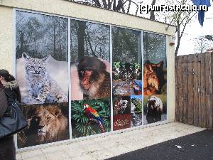 [P01] Gradina Zoologica Oradea- poze cu animale lipite pe geamurile cladirii » foto by luciaoradea
 - 
<span class="allrVoted glyphicon glyphicon-heart hidden" id="av610405"></span>
<a class="m-l-10 hidden" id="sv610405" onclick="voting_Foto_DelVot(,610405,14194)" role="button">șterge vot <span class="glyphicon glyphicon-remove"></span></a>
<a id="v9610405" class=" c-red"  onclick="voting_Foto_SetVot(610405)" role="button"><span class="glyphicon glyphicon-heart-empty"></span> <b>LIKE</b> = Votează poza</a> <img class="hidden"  id="f610405W9" src="/imagini/loader.gif" border="0" /><span class="AjErrMes hidden" id="e610405ErM"></span>