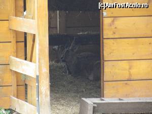 [P11] Gradina Zoologica Oradea- caprioarele stateau inauntru » foto by luciaoradea
 - 
<span class="allrVoted glyphicon glyphicon-heart hidden" id="av610415"></span>
<a class="m-l-10 hidden" id="sv610415" onclick="voting_Foto_DelVot(,610415,14194)" role="button">șterge vot <span class="glyphicon glyphicon-remove"></span></a>
<a id="v9610415" class=" c-red"  onclick="voting_Foto_SetVot(610415)" role="button"><span class="glyphicon glyphicon-heart-empty"></span> <b>LIKE</b> = Votează poza</a> <img class="hidden"  id="f610415W9" src="/imagini/loader.gif" border="0" /><span class="AjErrMes hidden" id="e610415ErM"></span>