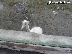 [P15] Gradina Zoologica Oradea- nandu veniti la socializare » foto by luciaoradea
 - 
<span class="allrVoted glyphicon glyphicon-heart hidden" id="av610419"></span>
<a class="m-l-10 hidden" id="sv610419" onclick="voting_Foto_DelVot(,610419,14194)" role="button">șterge vot <span class="glyphicon glyphicon-remove"></span></a>
<a id="v9610419" class=" c-red"  onclick="voting_Foto_SetVot(610419)" role="button"><span class="glyphicon glyphicon-heart-empty"></span> <b>LIKE</b> = Votează poza</a> <img class="hidden"  id="f610419W9" src="/imagini/loader.gif" border="0" /><span class="AjErrMes hidden" id="e610419ErM"></span>