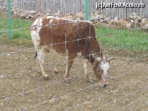 [P19] Gradina Zoologica Oradea- si vaca zebu pe care am hranit-o din mana- foarte prietenoasa :))  » foto by luciaoradea
 - 
<span class="allrVoted glyphicon glyphicon-heart hidden" id="av610423"></span>
<a class="m-l-10 hidden" id="sv610423" onclick="voting_Foto_DelVot(,610423,14194)" role="button">șterge vot <span class="glyphicon glyphicon-remove"></span></a>
<a id="v9610423" class=" c-red"  onclick="voting_Foto_SetVot(610423)" role="button"><span class="glyphicon glyphicon-heart-empty"></span> <b>LIKE</b> = Votează poza</a> <img class="hidden"  id="f610423W9" src="/imagini/loader.gif" border="0" /><span class="AjErrMes hidden" id="e610423ErM"></span>